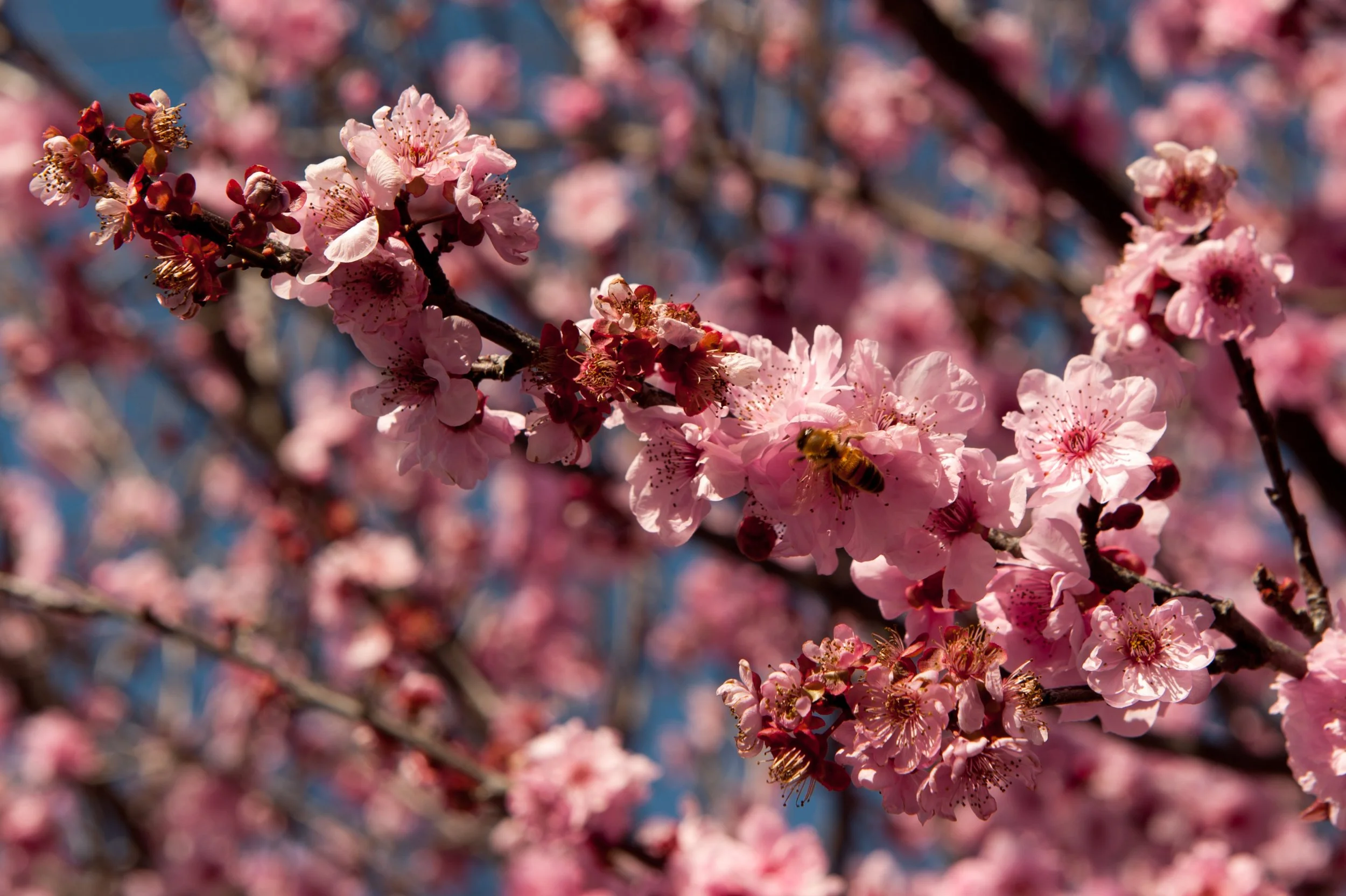 BFP Flowers-20.jpg