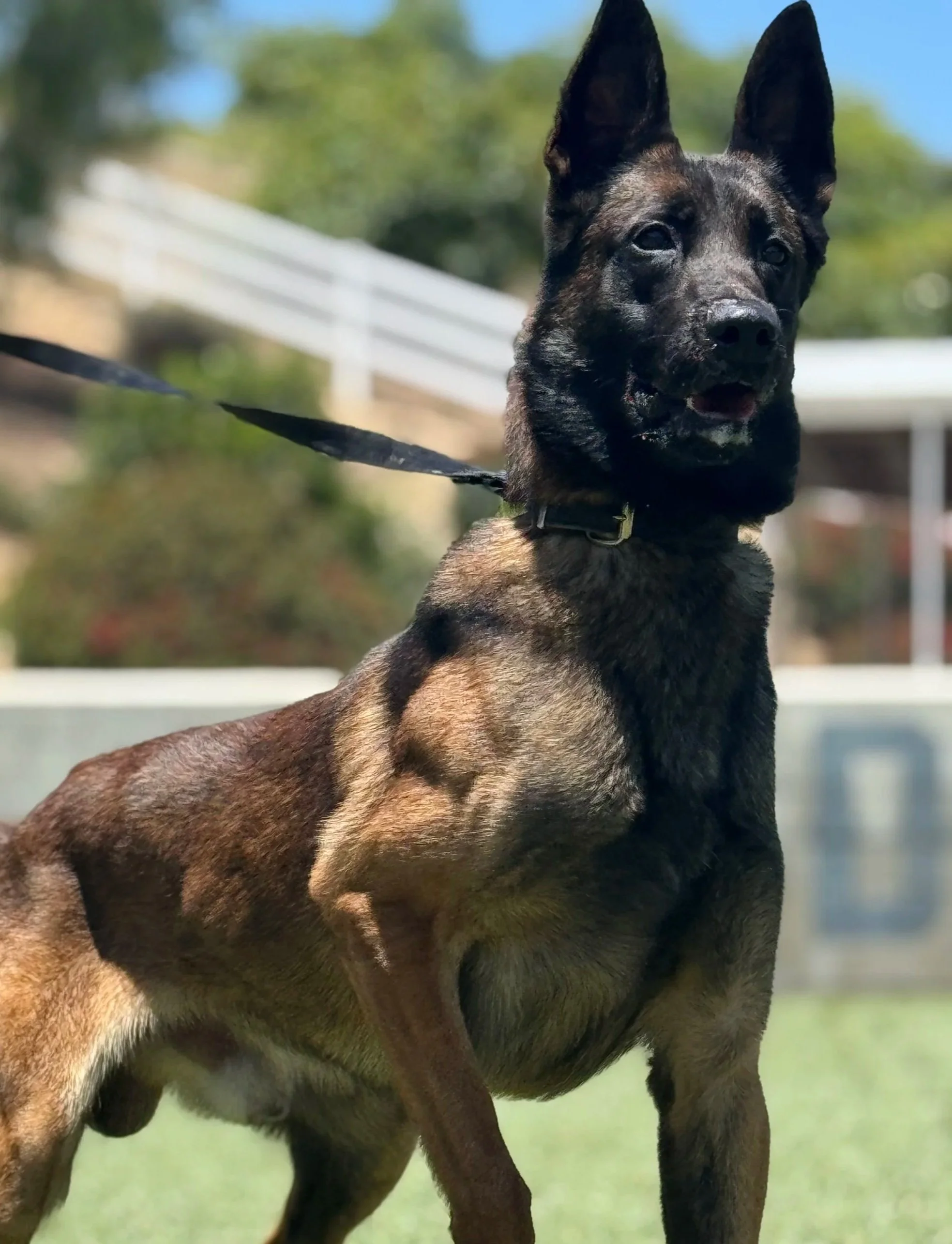 Mazzle is a dual purpose PH1 K9 available at Gold Coast K9 training facility.