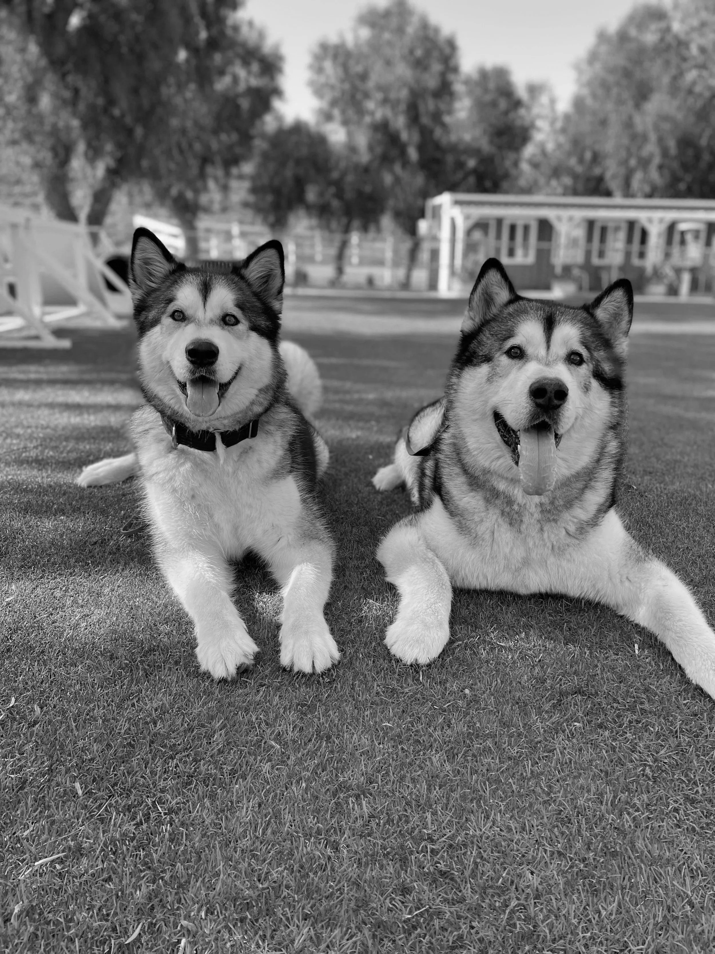 Structured obedience program at Gold Coast K9 helping dogs become more reliable and controlled.
