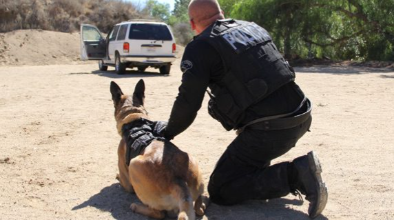 Law enforcement handler deploying a working K9 during scenario-based training at Gold Coast K9.