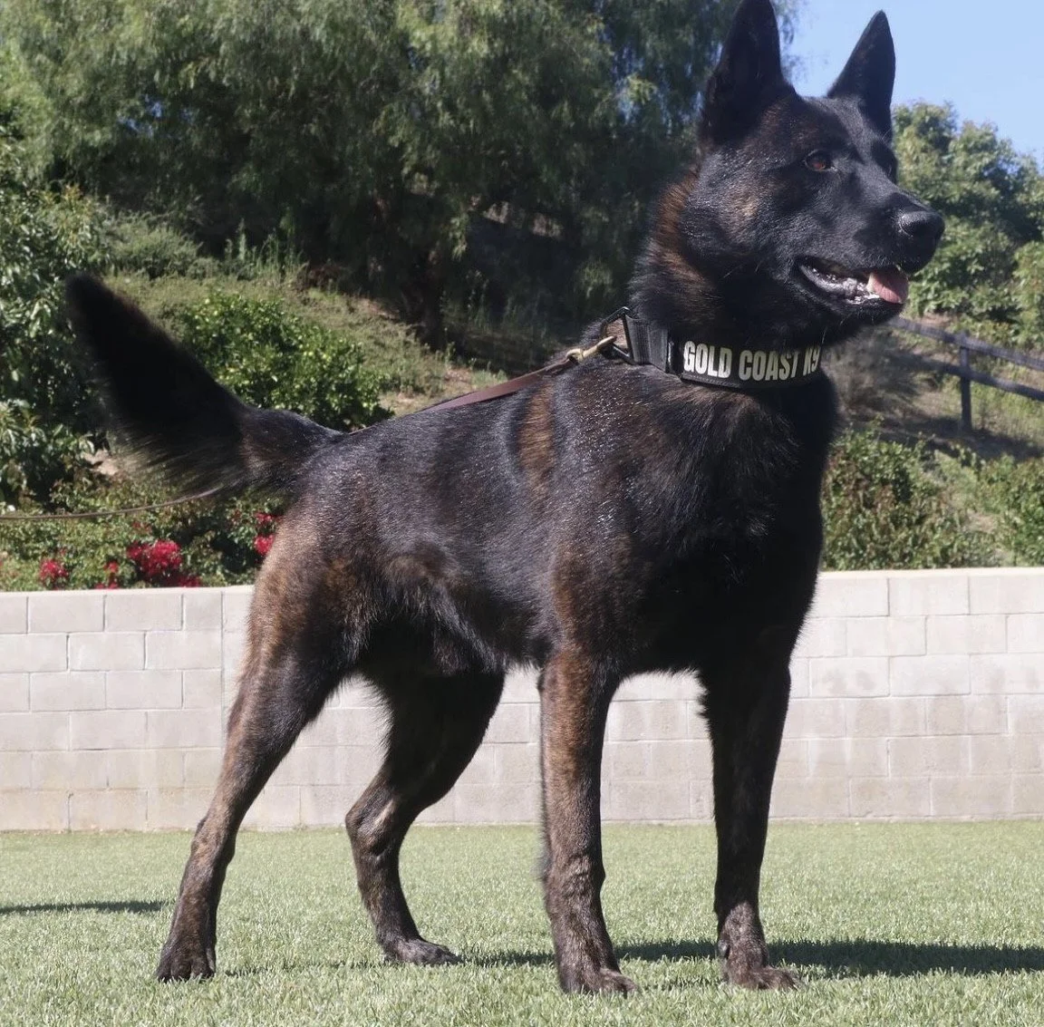 Jochie is another breeding and stud dog in Gold Coast K9 facility.