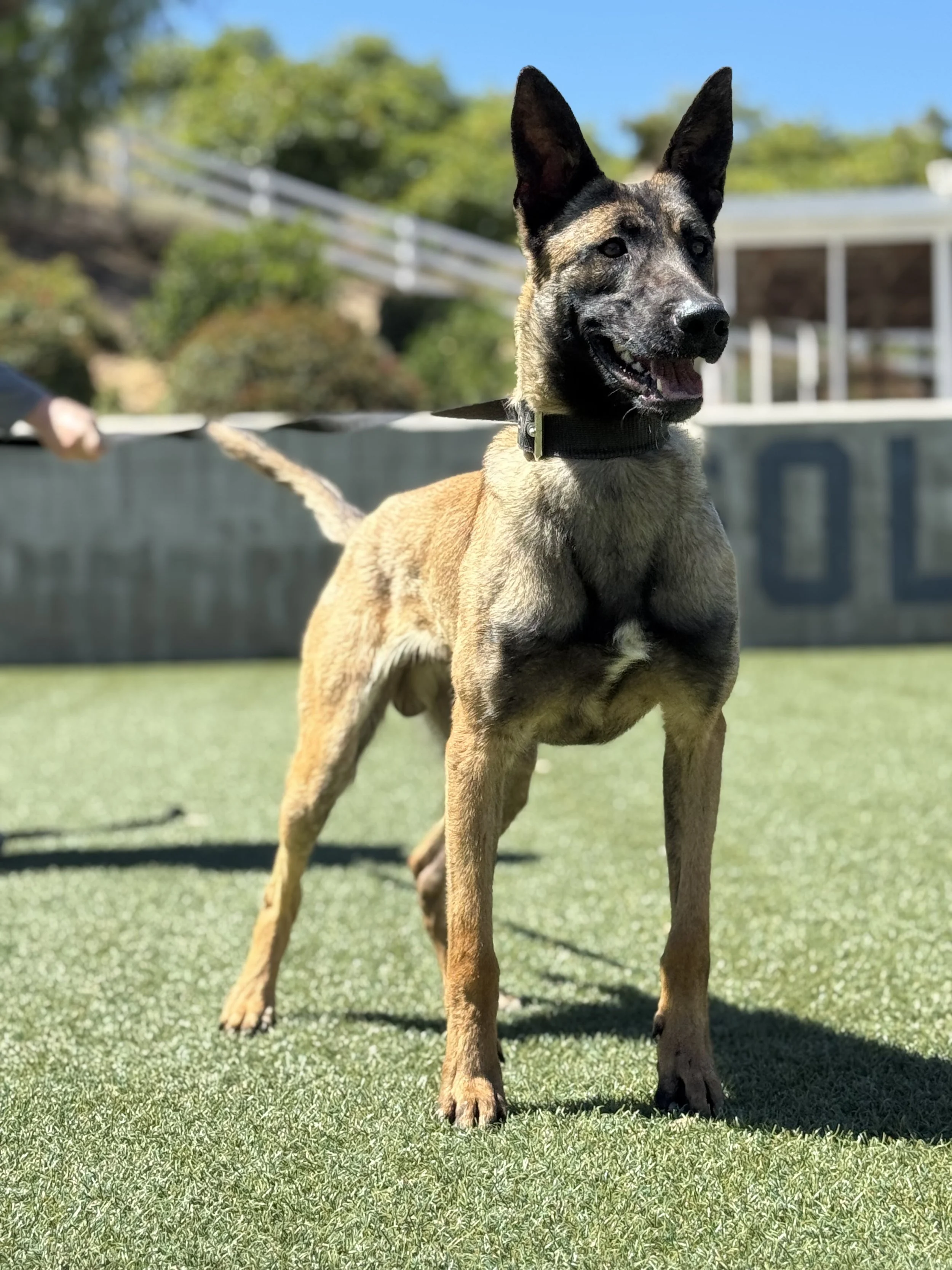 Malinois outdoors on green grass under a clear blue sky, wearing a black collar, with a background of trees and a building.