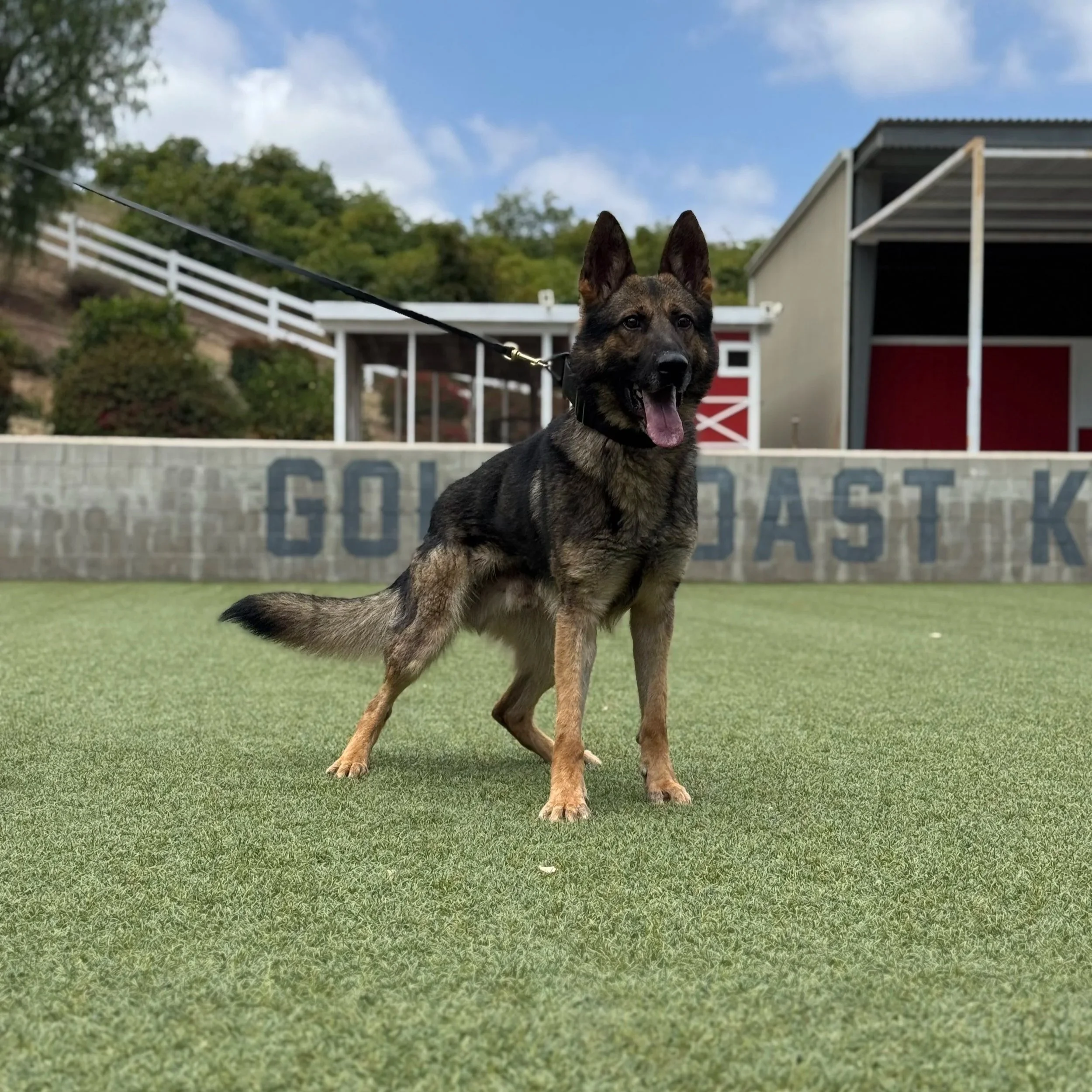 A German Shepherd dog sitting on a grassy yard, panting, with blue skies and a white fence, trees, and a red and white building in the background.