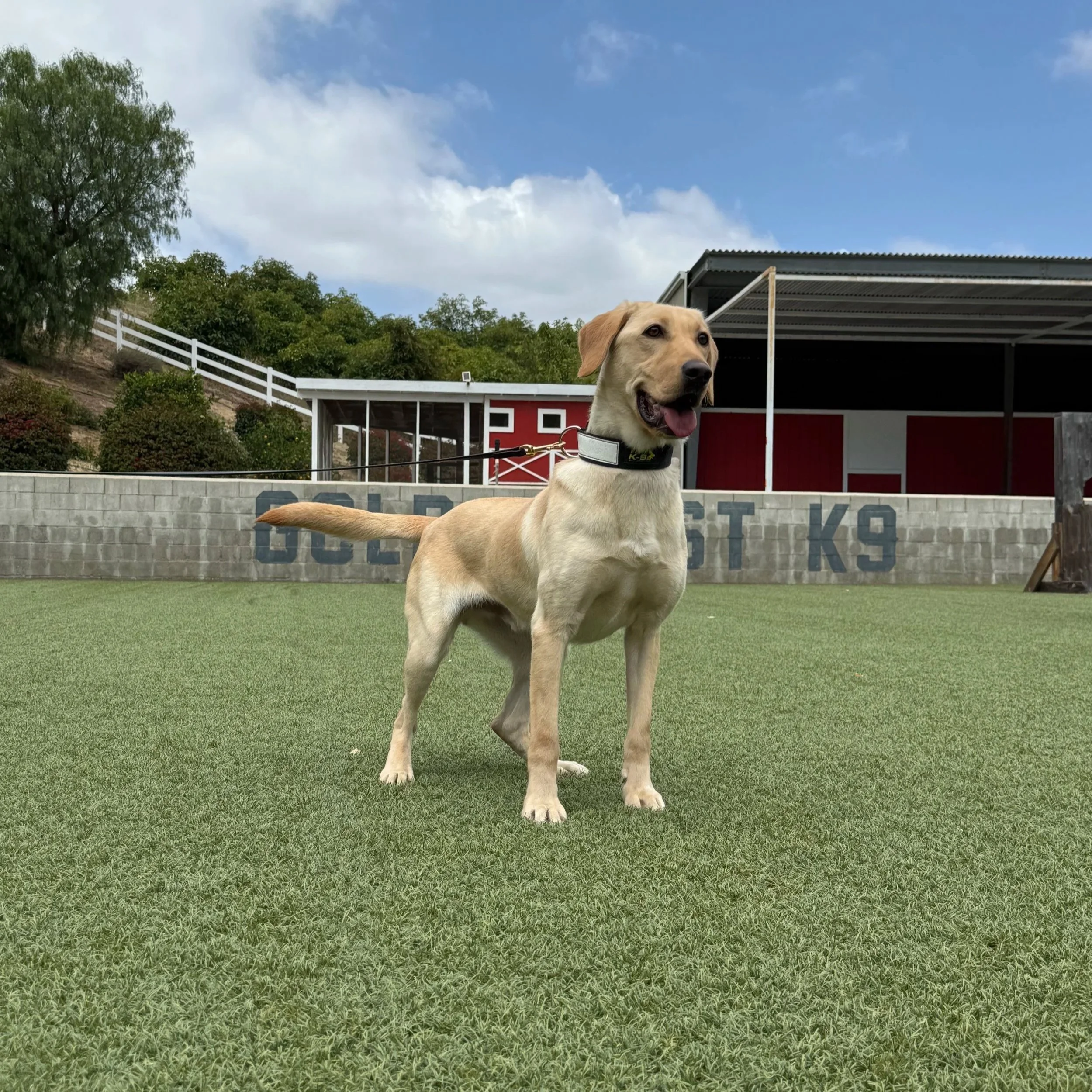 A yellow Labrador retriever dog standing on a green artificial turf field, wearing a black collar with a white tag, with greenery, trees, a red building, and a partly cloudy sky in the background.