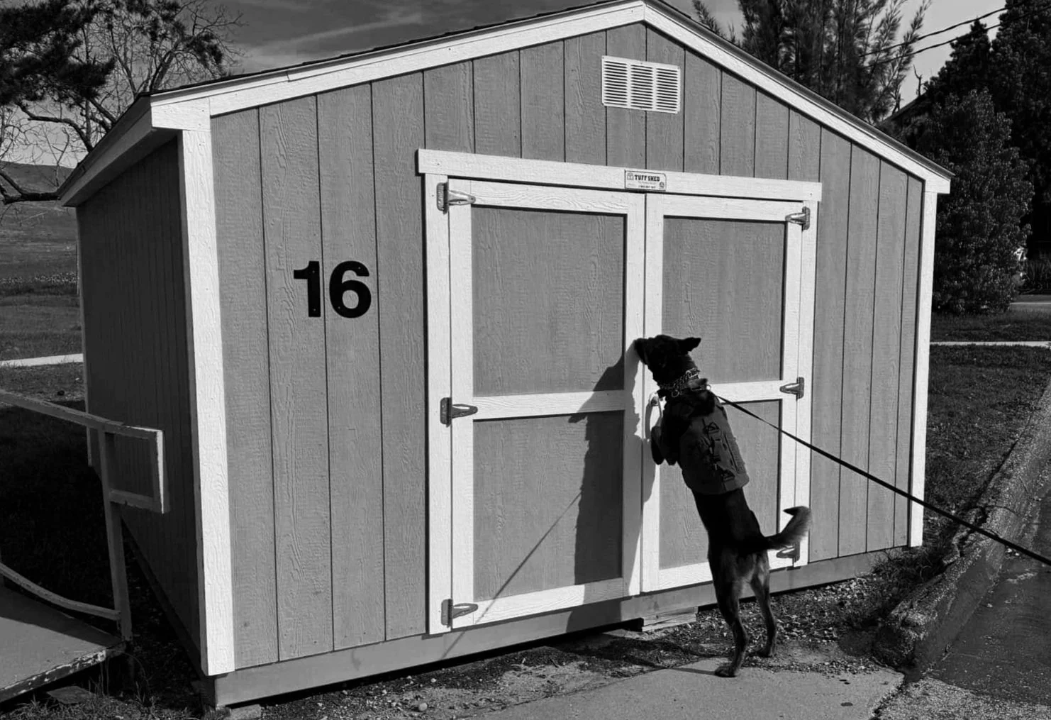 Trained detection dog indicating on target area during a controlled search exercise.