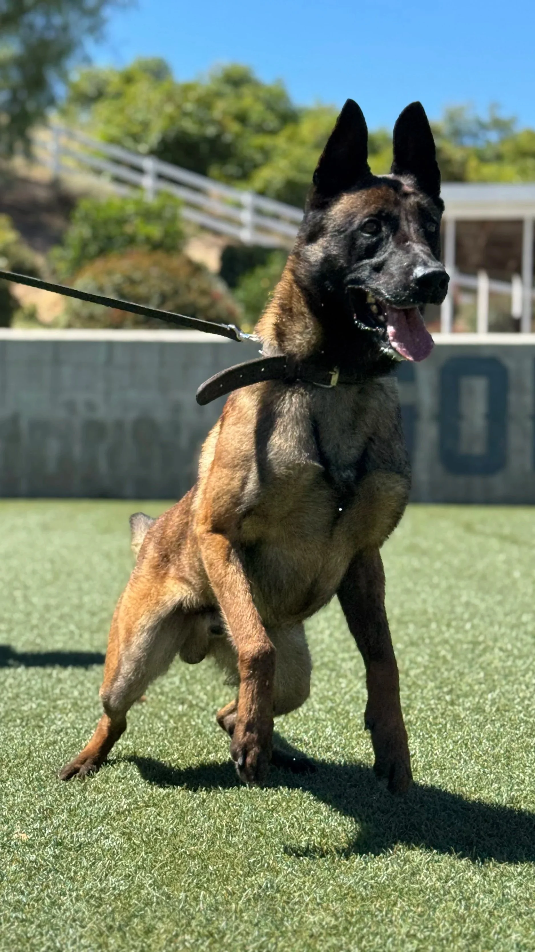 Sam PH1 K9 standing on green turf, wearing a collar labeled "GOLD COAST K9," with a leash attached, outdoors under a clear blue sky.