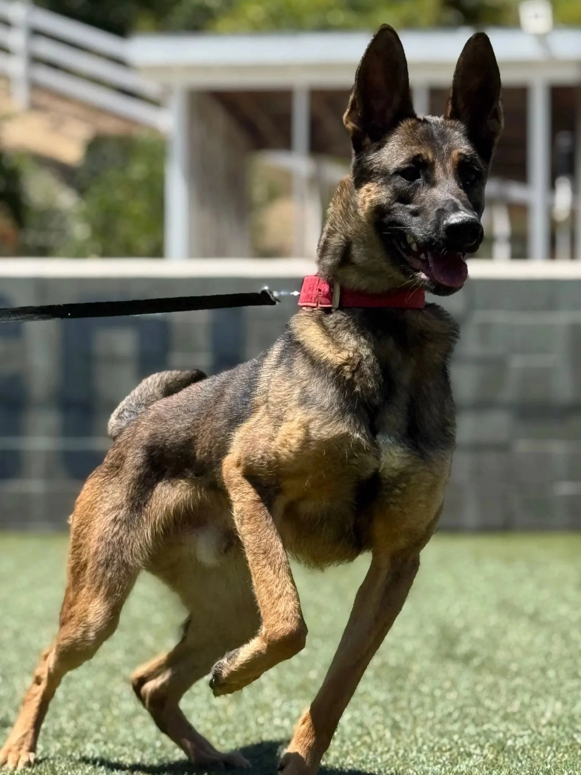 A Belgian Malinois dog wearing a red collar, standing outdoors on green grass, with a background of a house and trees.