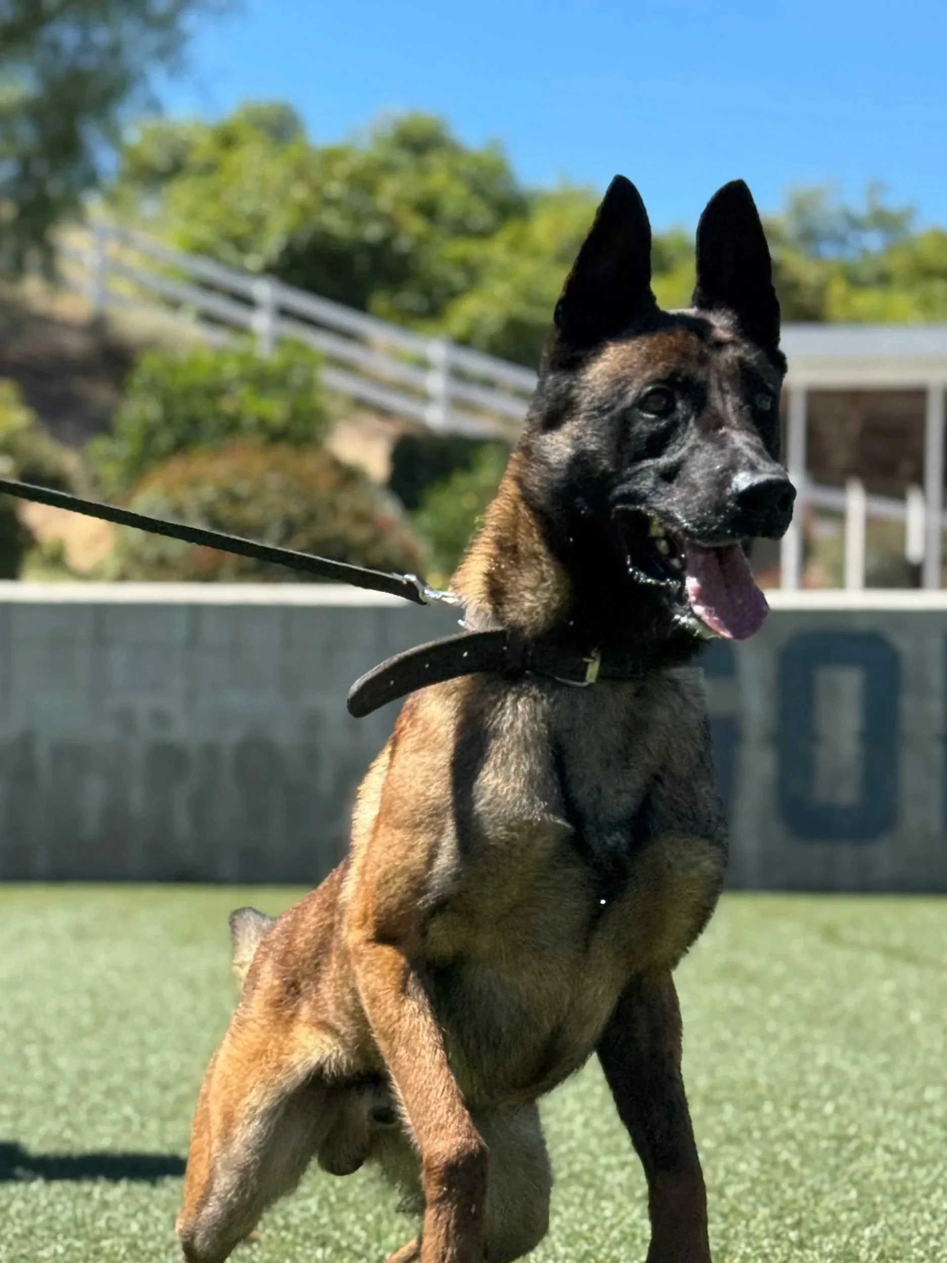 Sam is PH1 Dual Purpose K9 available at Gold Coast K9 training facility.