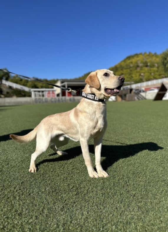 Snoopie is a detection dog available at Gold Coast K9 training facility.
