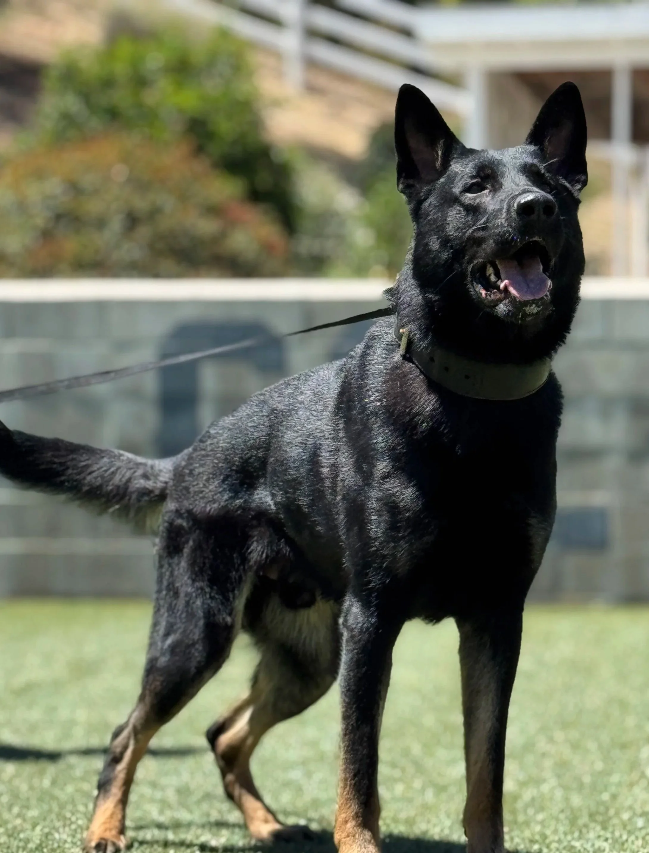 A black and tan dog with large ears standing on grass in an outdoor setting.