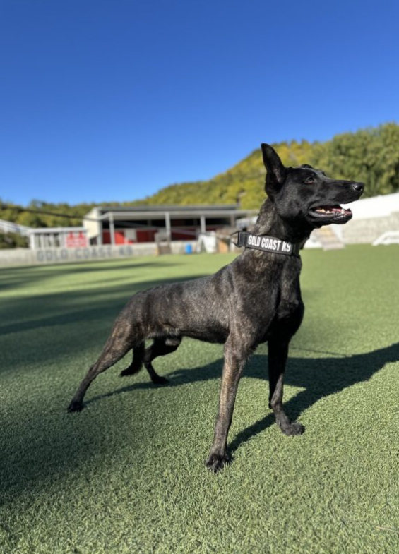 Bacon is a detection dog available at Gold Coast K9 training facility.