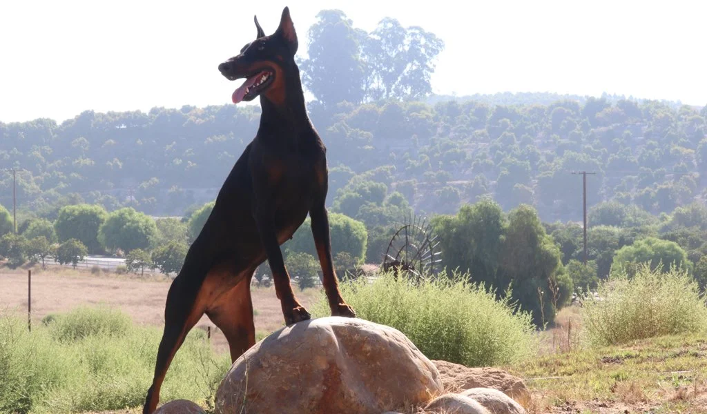 Doberman Pinscher trained by Gold Coast K9, a private and professional K9 trainer.