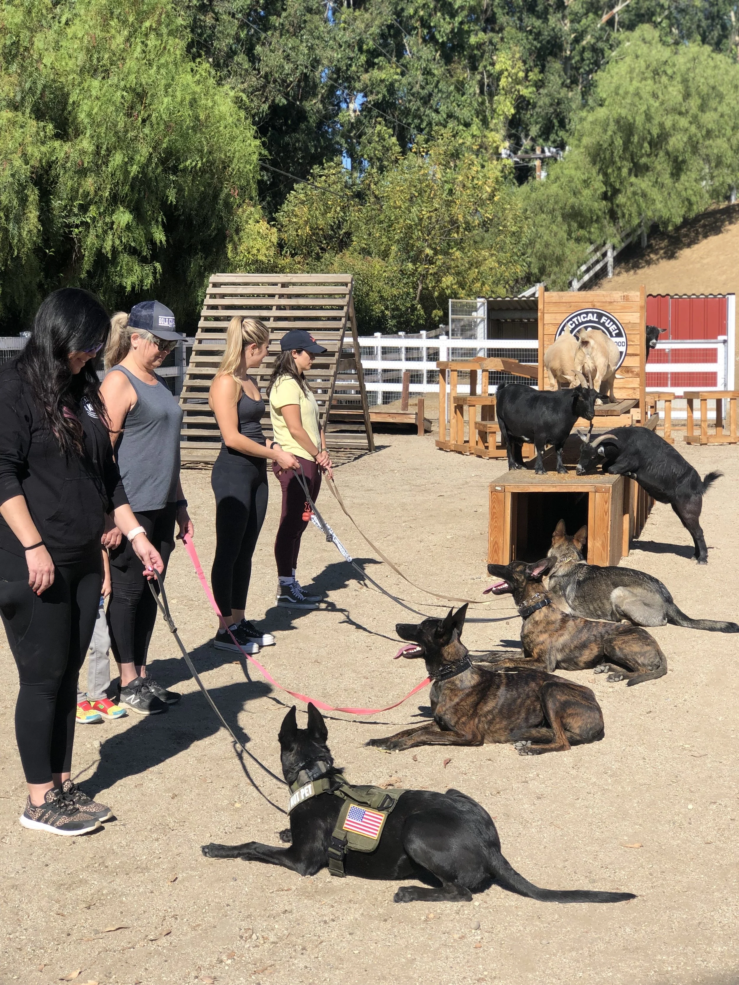 Line of four people with remote controls in hand, standing in front of a group of dogs sitting on the ground, and a few standing on wooden platforms and structures, at an outdoor dog training or agility course. Home protection dogs in training.