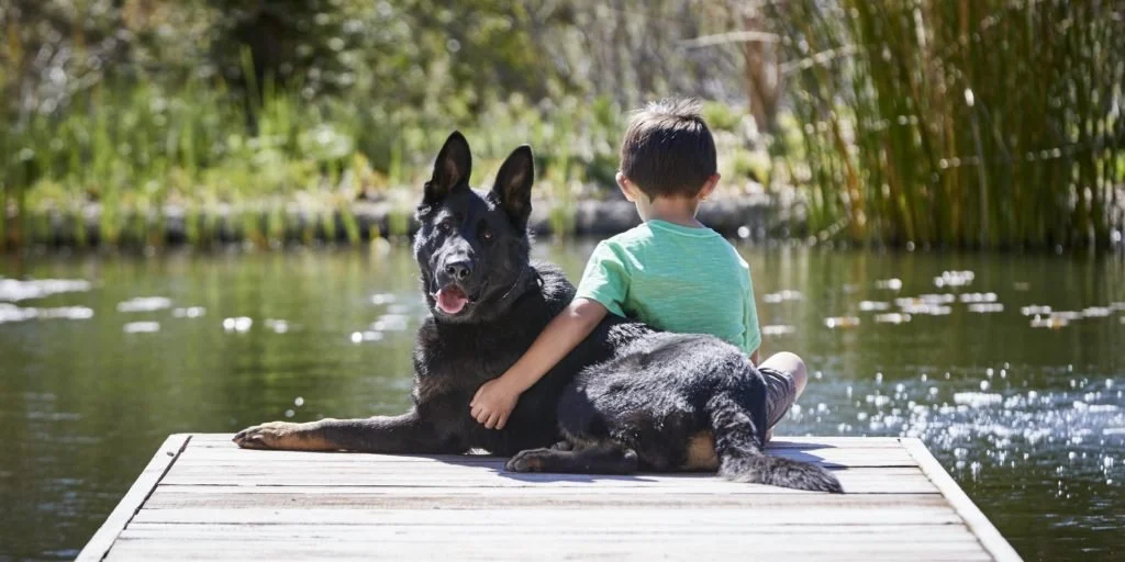 Home protection dog, alert next to a family child near the lake.