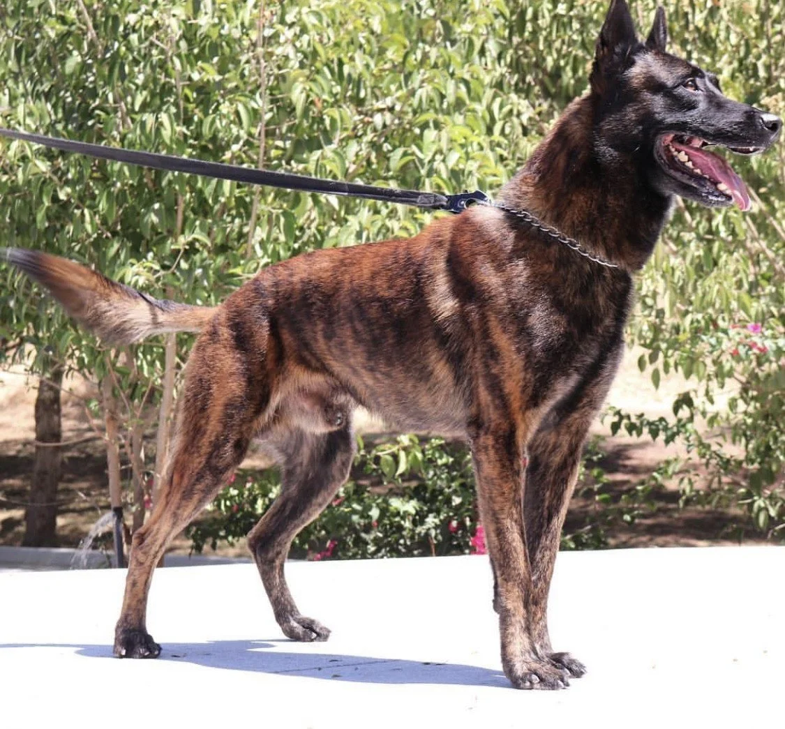 Devil Pegge is the top producer in Gold Coast K9.
