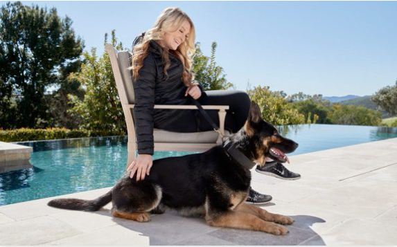 Family protection dog from Gold Coast K9 relaxing at the backyard pool with owner, stable and controlled temperament.