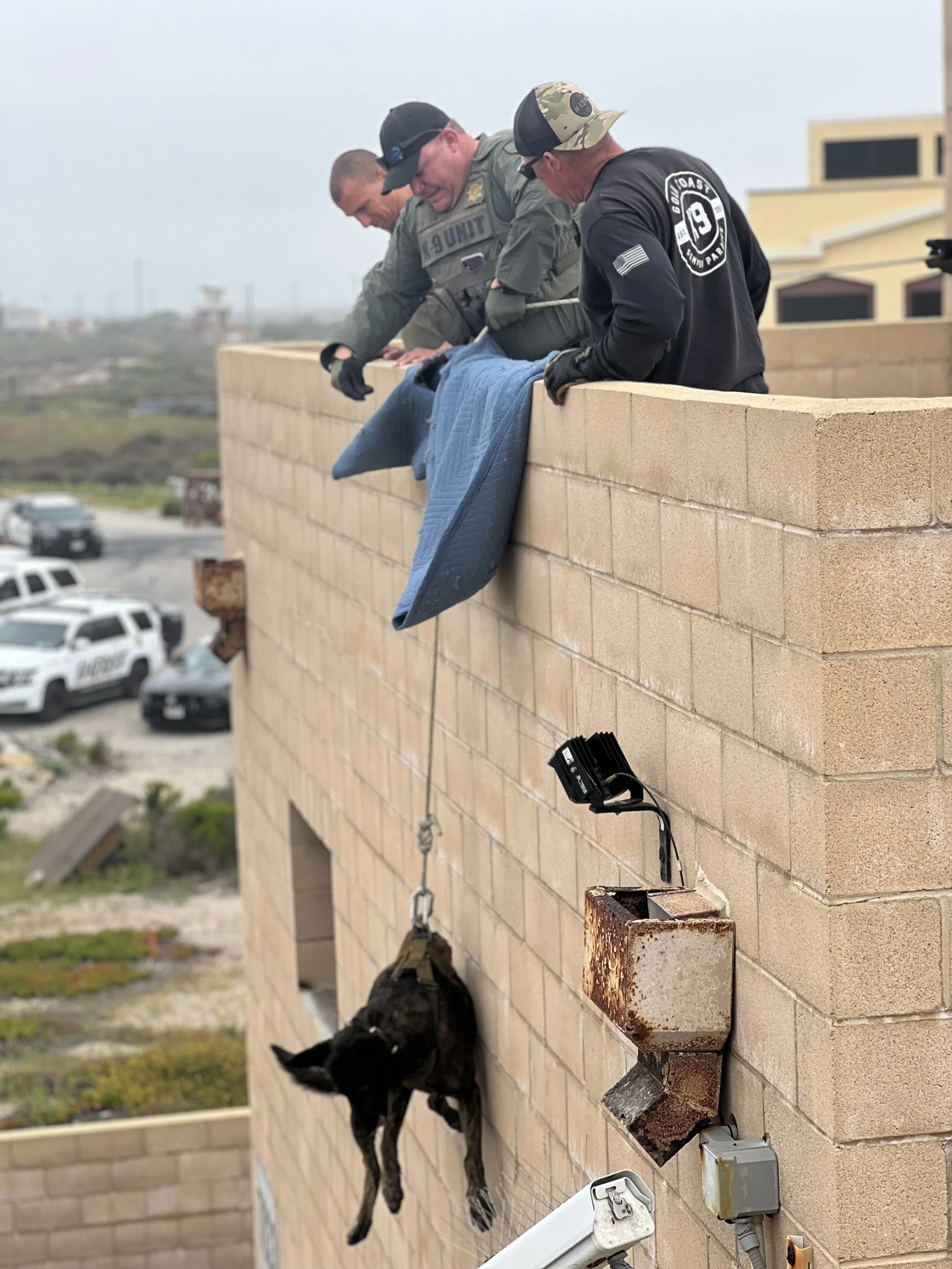 Three men and a dog leaning over a brick wall on a rooftop, with cars parked below and cloudy sky in the background. The men are wearing casual and tactical clothing, and the dog appears to be a black and white breed. Training at Gold Coast K9.