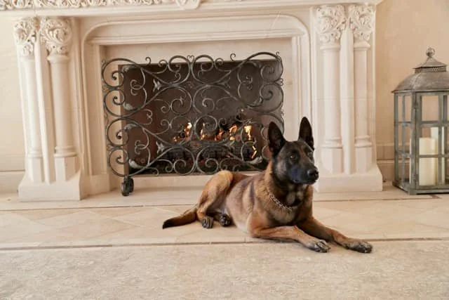 Home protection dog, relaxed but alert at family's home.