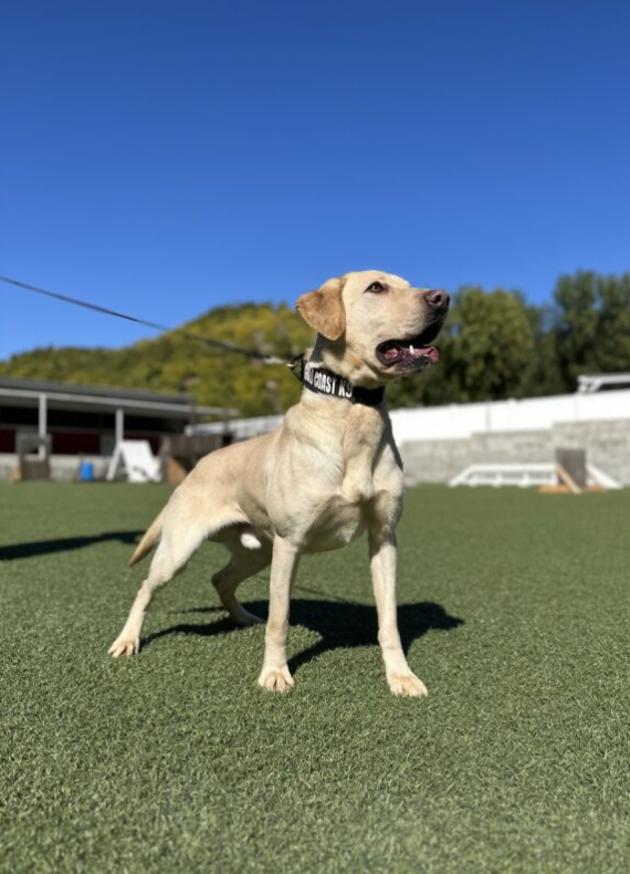 Indie is a detection dog available at Gold Coast K9 training facility.