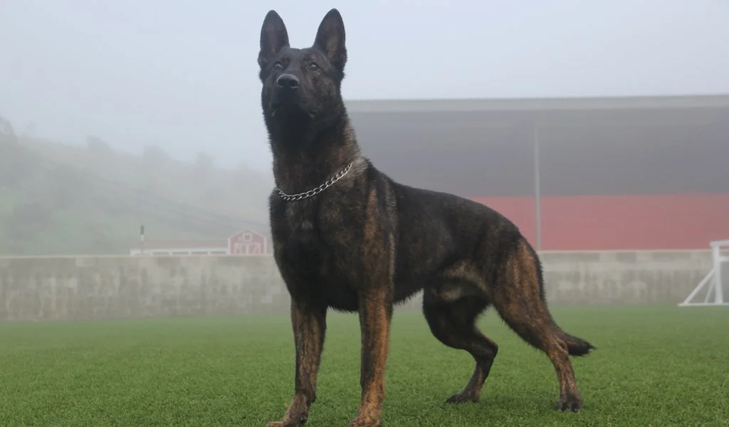 Alert trained dog on the field during training.
