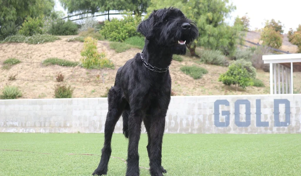 Giant Schnauzer, a trained dog at Gold Coast K9 for private and professional clients.