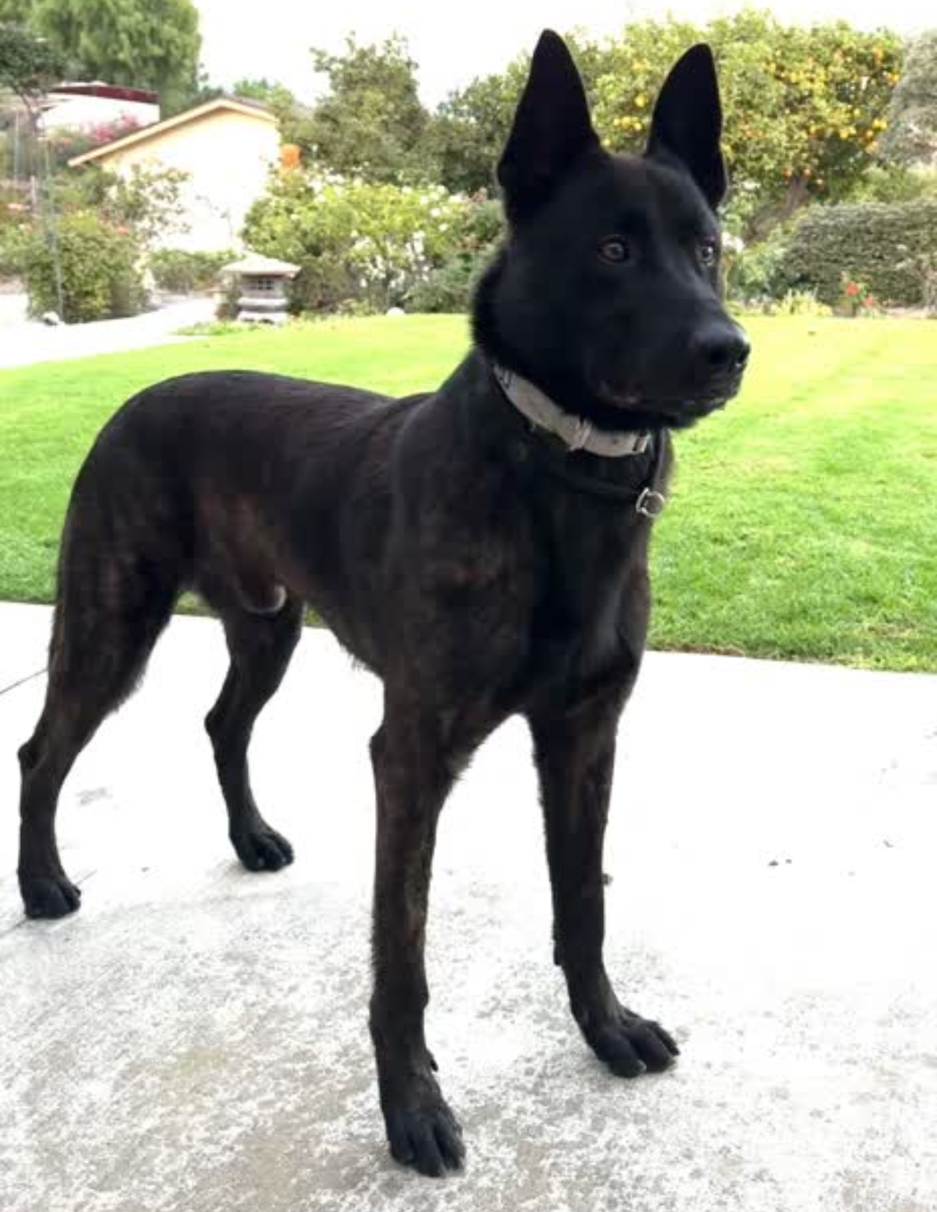 Marc is a stud dog at Gold Coast K9 and 2024 National KNPV Champion.