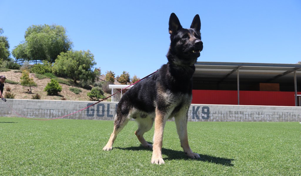 German Shepherd stays vigilant and alert during training at the Gold Coast K9 facility.