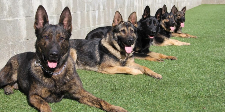 Group of trained detection and protection dogs resting on the Gold Coast K9 training field while remaining alert to their environment.
