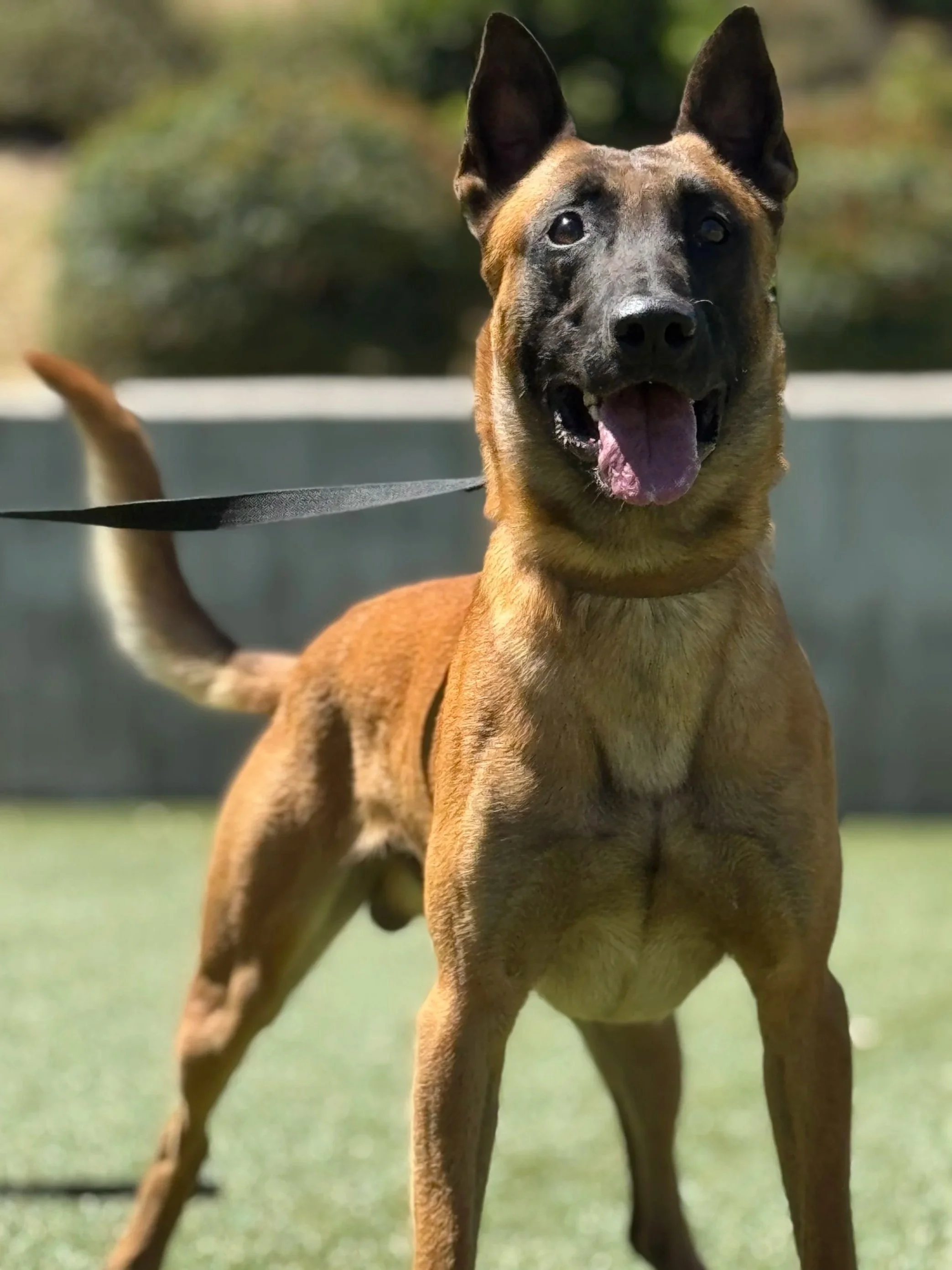 Gijs is a dual purpose K9 available at Gold Coast K9 training facility.
