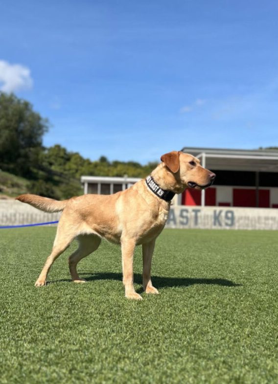 Estela is a detection dog available at Gold Coast K9 training facility.