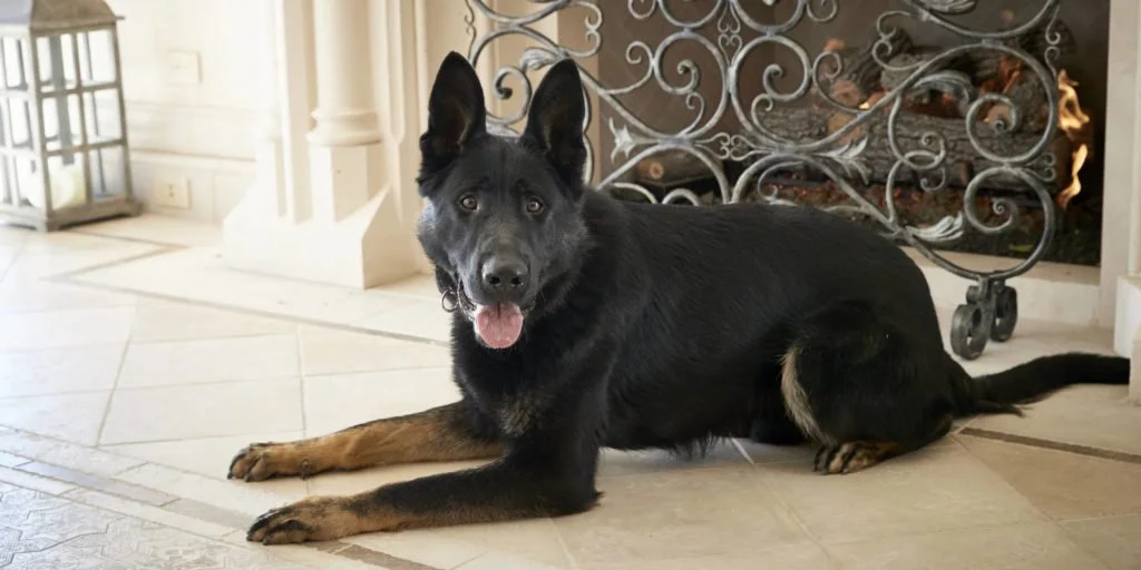 Home protection dog relaxed but alert at family's home.