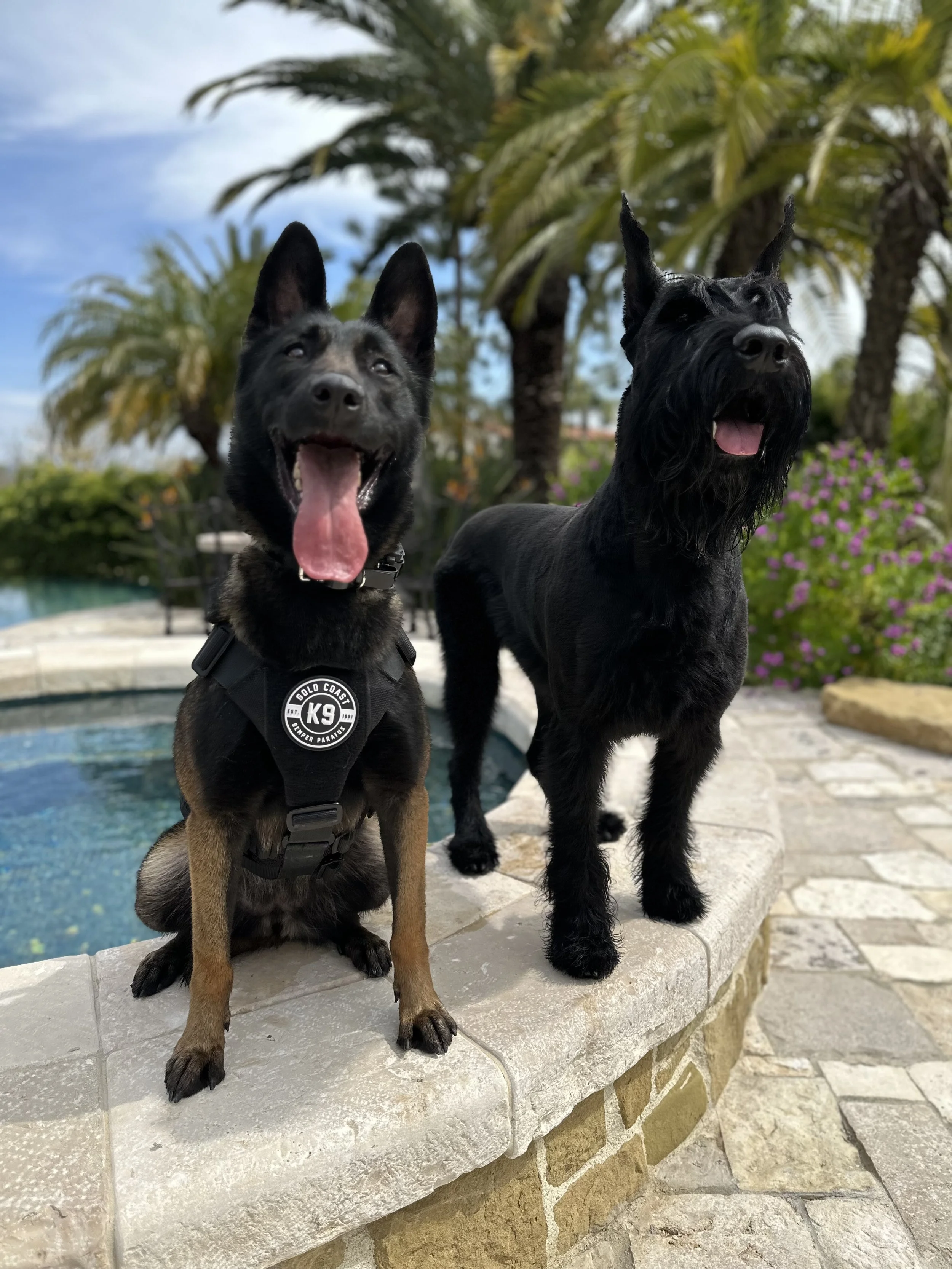 Two black Scottish Terriers, one sitting and one standing, on a stone ledge by a swimming pool with palm trees and flowering bushes in the background. Training dogs from Gold Coast K9 at Moorpark, CA.