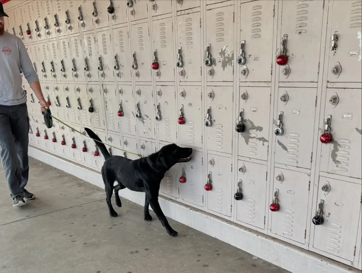 A person walking a black dog on a leash in front of a row of school lockers, some of which have red or black locks and scratches. Gold Coast K9 detection dog training.