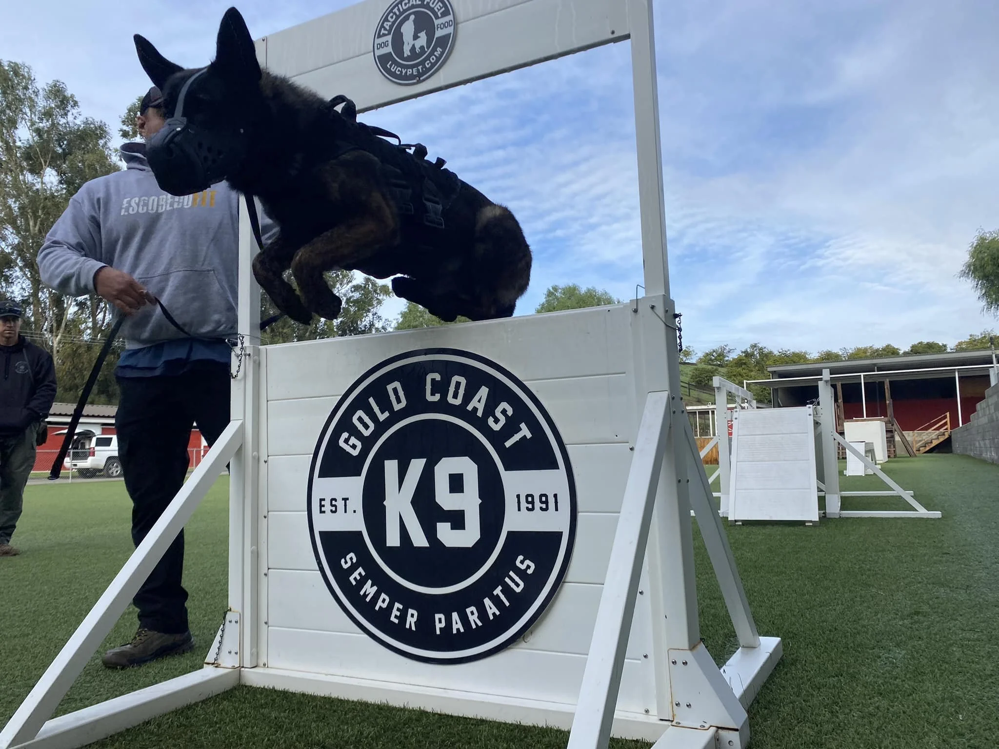 Gold Coast K9 dog jumping over an obstacle while training with a handler on the field.