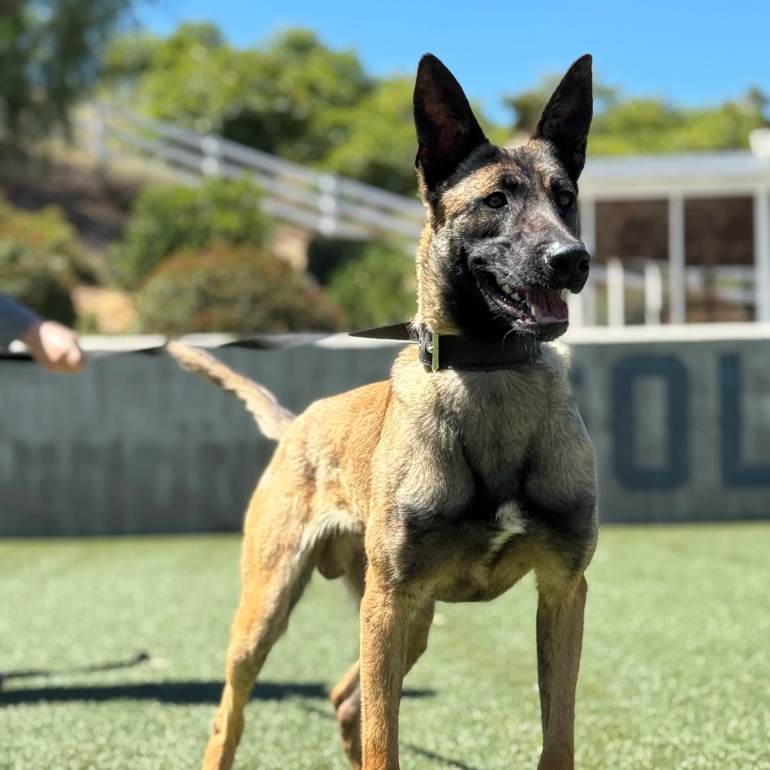 Cuy - Dual Purpose K9