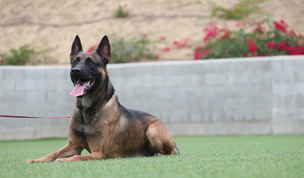 A trained Malinois/Belgian Shepherd in rest mode during training at Gold Coast K9 Moorpark training facility.