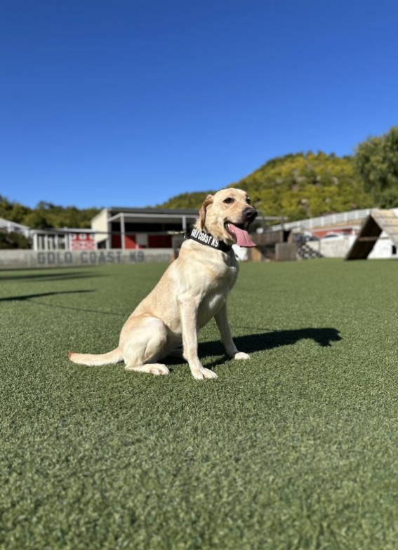 Meadow is a detection dog available at Gold Coast K9 training facility.