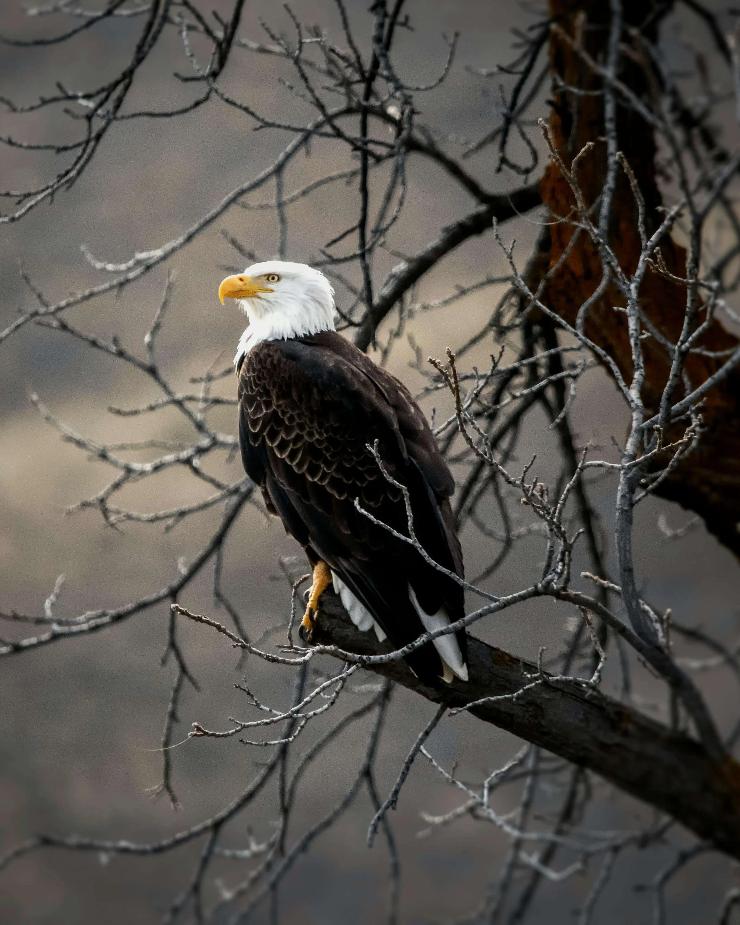 A bald eagle perched on a leafless tree branch.