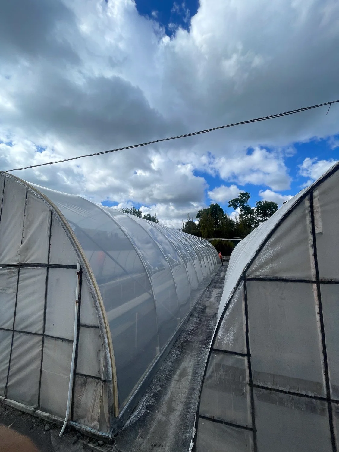 Two greenhouses made of transparent plastic panels with metal frames, positioned side by side under a cloudy sky, with a gravel pathway between them.