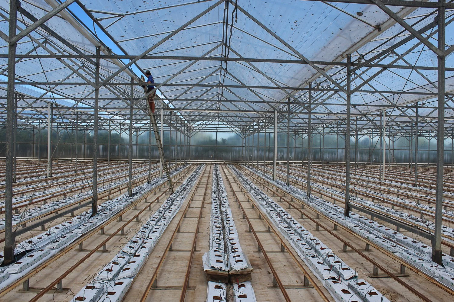 A large greenhouse with rows of plants growing in soil beds, with sprinklers laid out for watering. A worker in a blue shirt is on a ladder working on the structure. The greenhouse has a transparent plastic roof and metal framing.