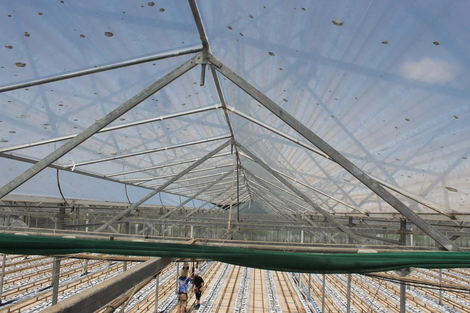 Inside a greenhouse with a metal framework, clear plastic roof, and rows of plants raised on tables. Two people are working in the distance.