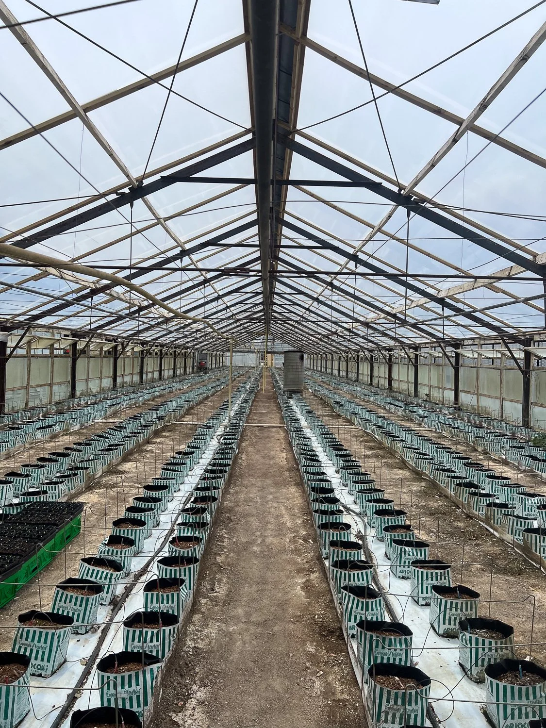 Inside a large greenhouse with rows of potted plants on either side of a central aisle, with a glass ceiling and metal framework.
