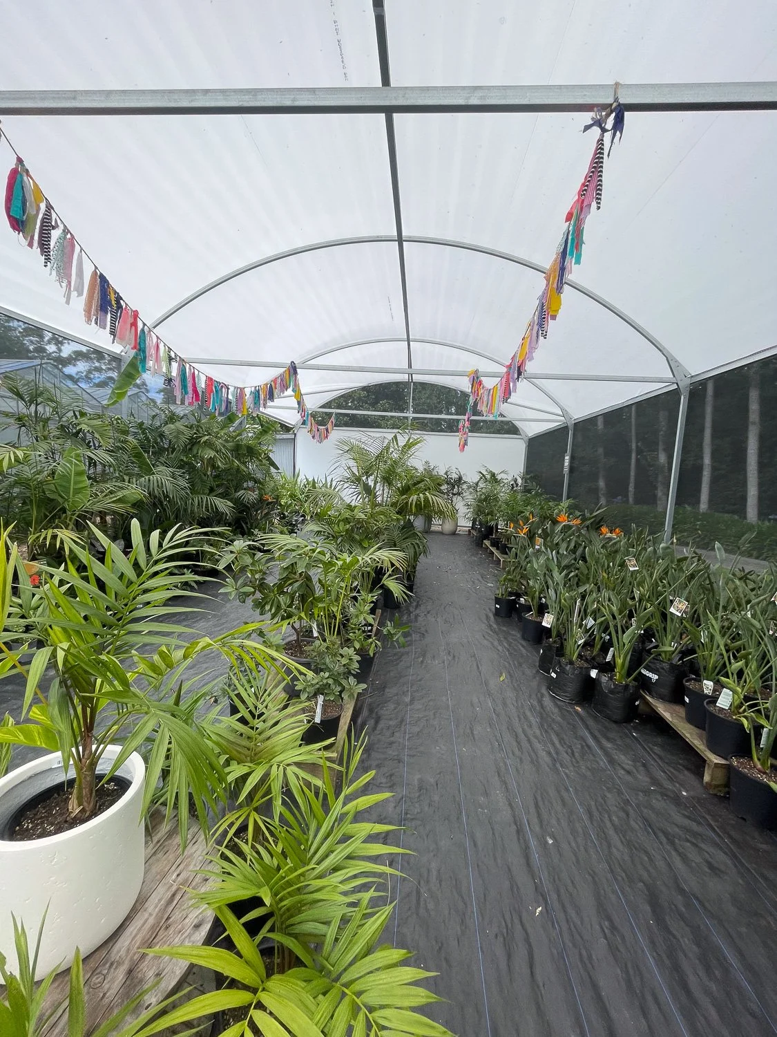Inside a greenhouse with potted plants on both sides and colorful fabric strips hanging from the ceiling.