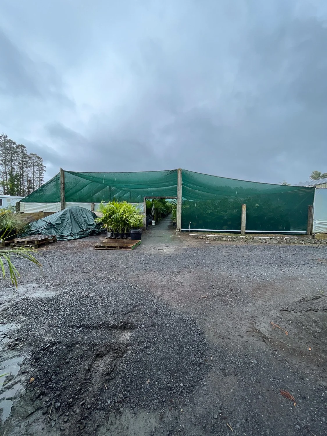 A dark outdoor greenhouse covered with green tarp, with plants and pallets outside on a muddy gravel ground, under a cloudy sky.