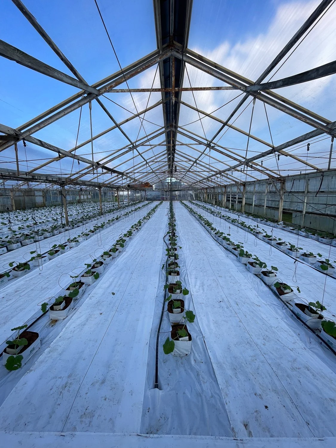 Inside a greenhouse with rows of young plants in pots, covered with white plastic, under a metal framework with a clear roof.