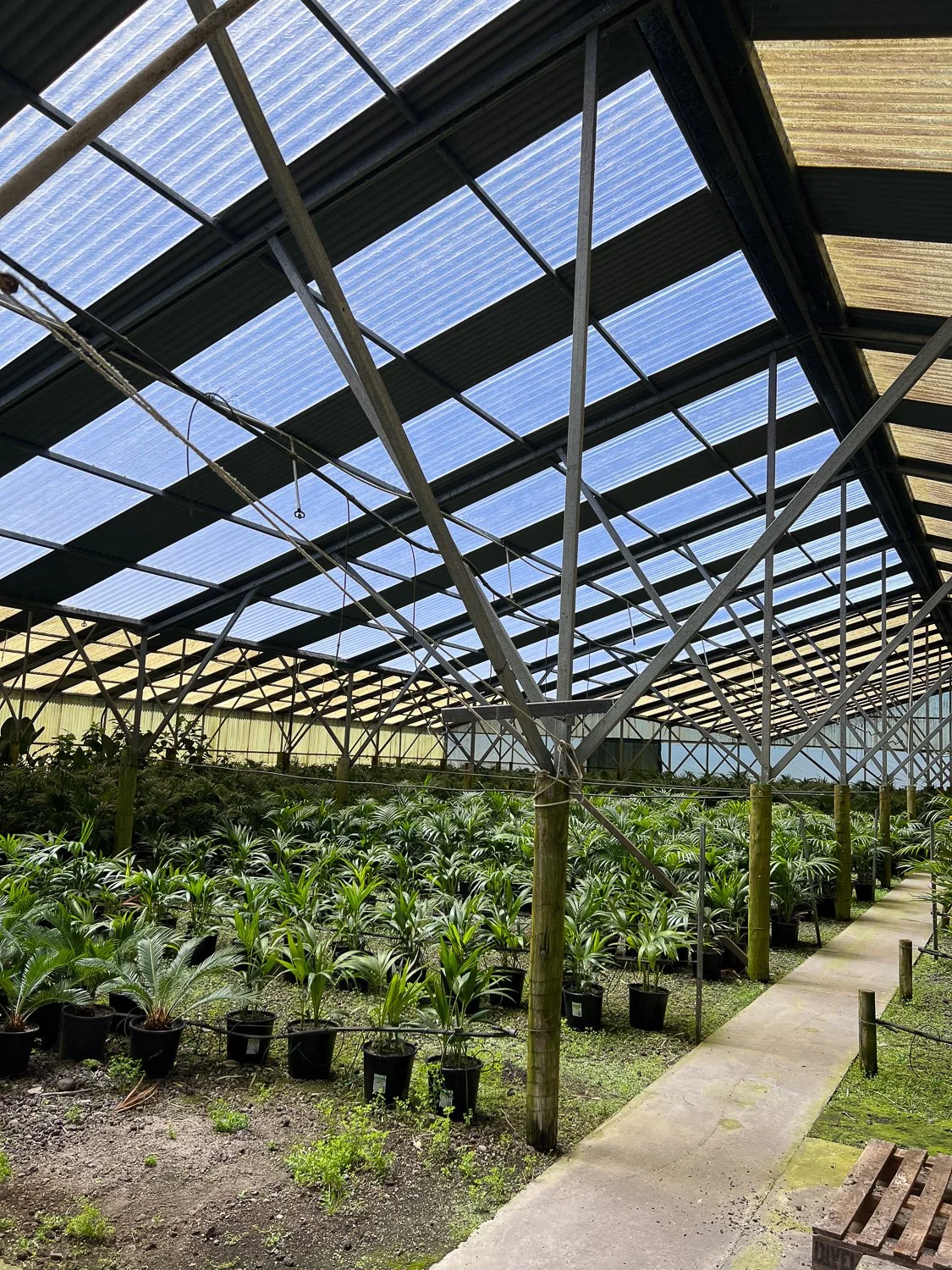 Inside a greenhouse with potted plants growing on the ground, covered by a roof with clear panels.