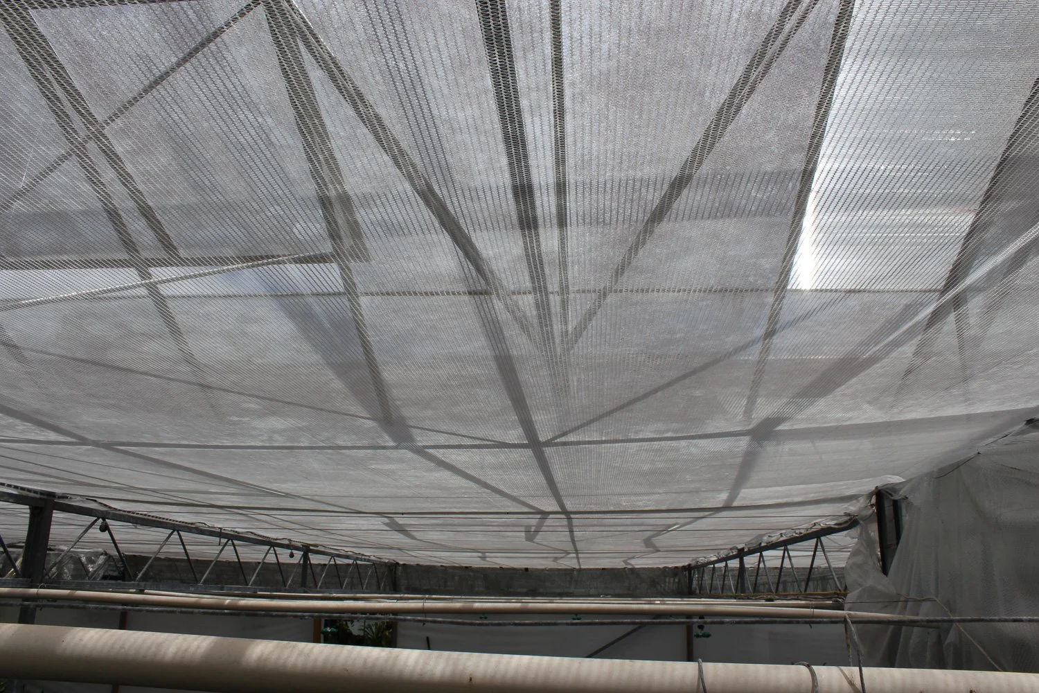 View of a greenhouse ceiling covered with a fine mesh or netting, supported by metal beams, with sunlight filtering through.