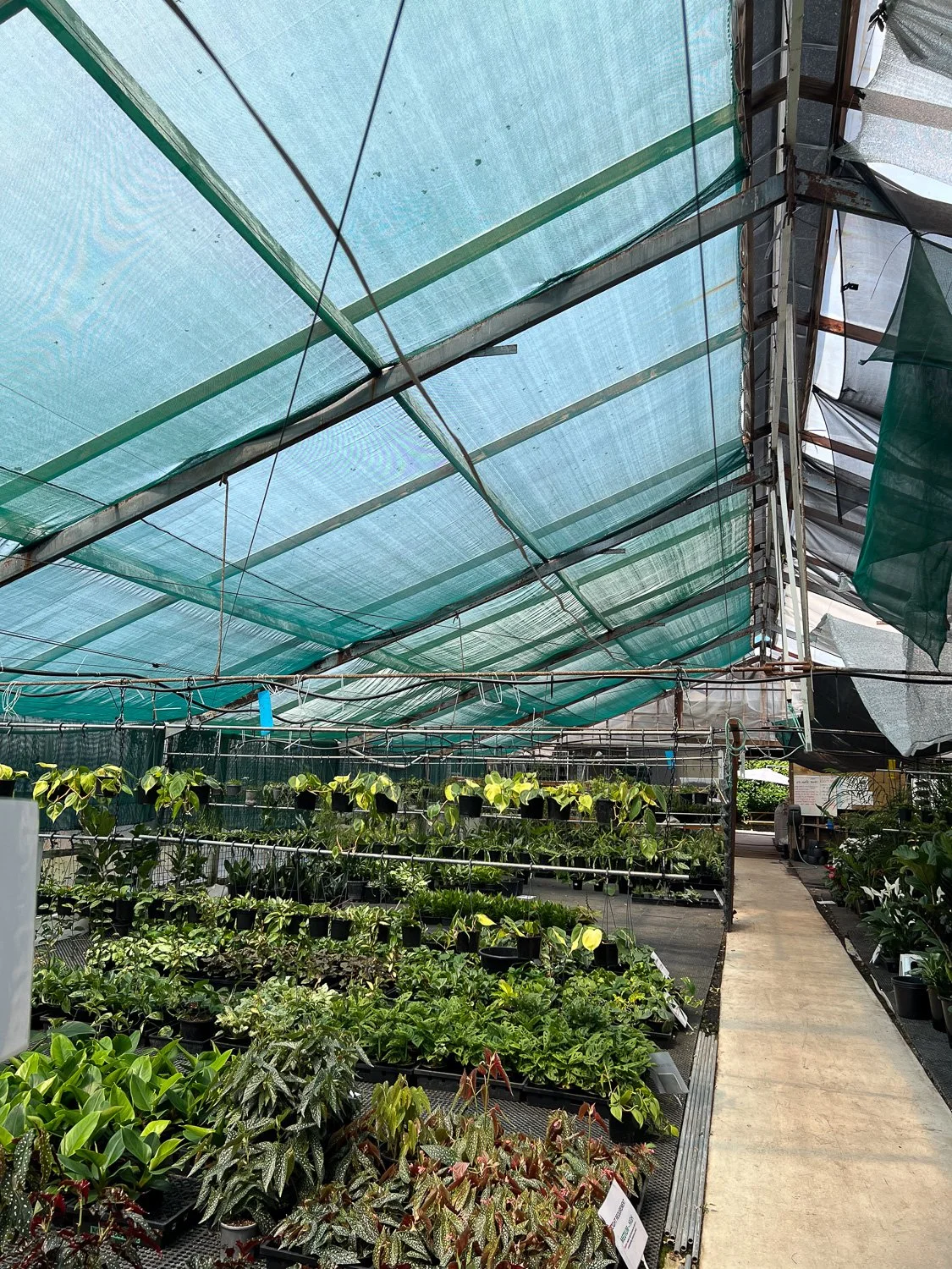 Indoor greenhouse with rows of potted plants under shade cloth ceiling and a concrete walking path.
