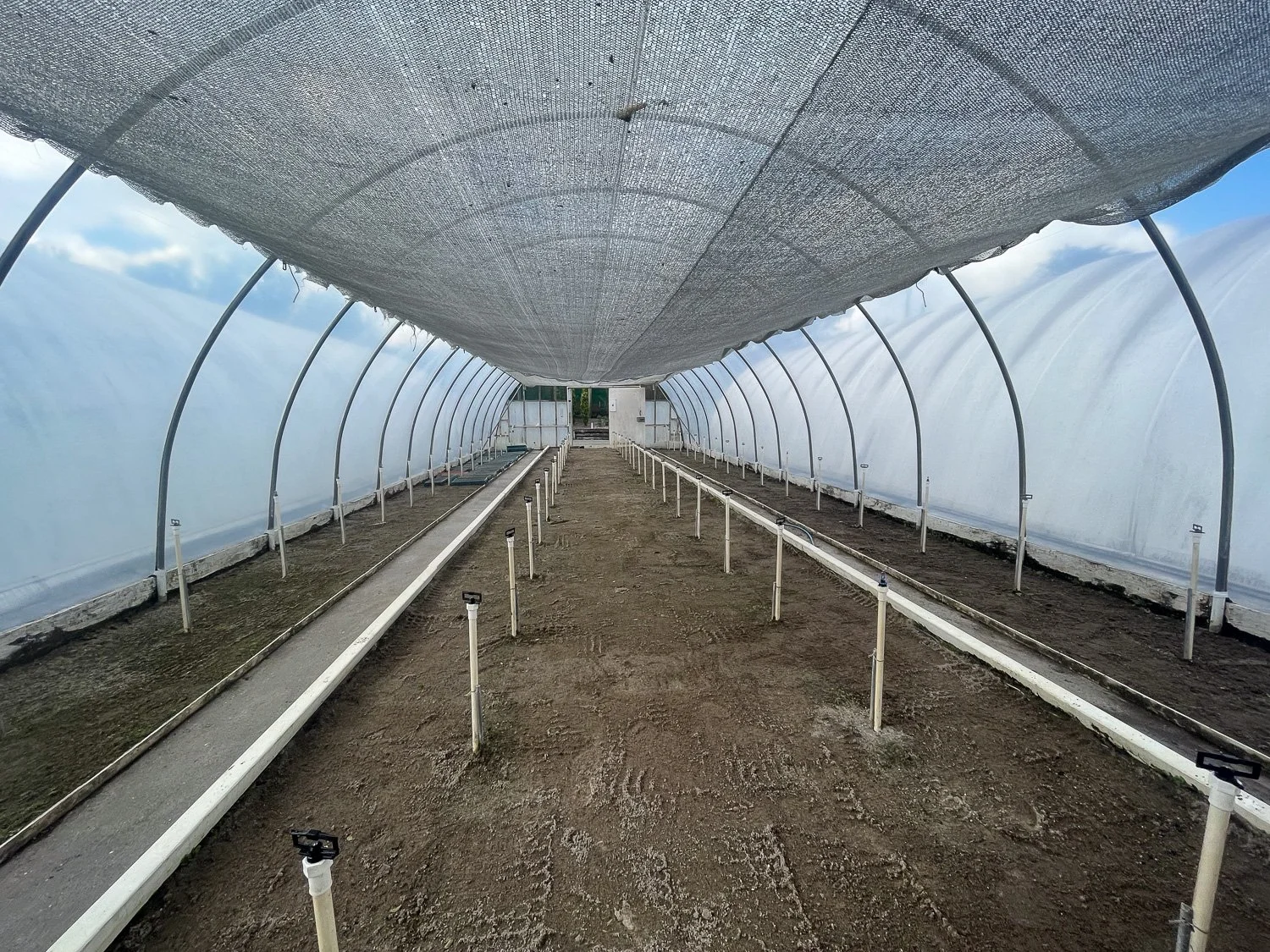 Inside a greenhouse with a tunnel structure, plastic covering on sides, and a dirt pathway in the middle, with irrigation pipes and sprinklers along the sides.