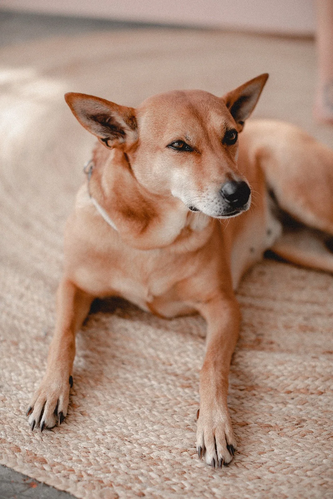 Ein brauner Hund liegt auf einem Teppichboden.
